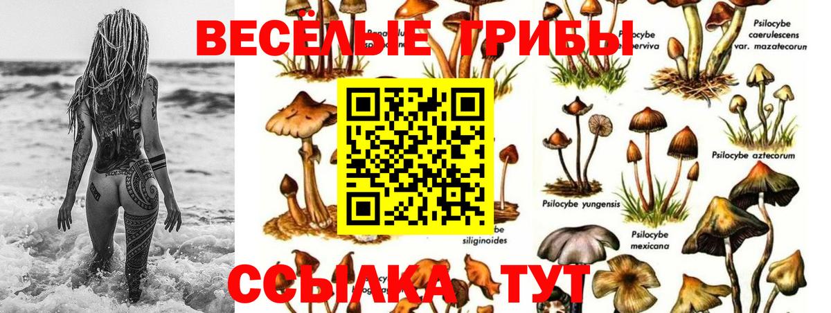 закладки  Галлюциногенные грибы Cubensis  Вход с VPN  Галлюциногенные грибы GOLDEN TEACHER  Йошкар-Ола 
